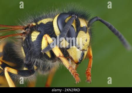 Kopf und Thorax einer deutschen Vespula germanica (Vespula germanica) Stockfoto