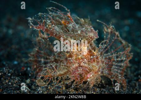 Der kryptische Ambon Scorpionfish - Pteroidichthys amboinensis Stockfoto