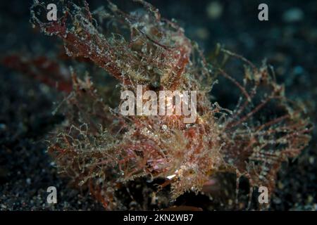 Der kryptische Ambon Scorpionfish - Pteroidichthys amboinensis Stockfoto