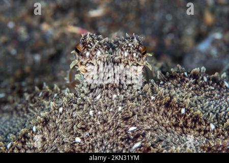 Octopus Camouflage – der Tintenfisch ändert seine Form, Struktur und Farbe, um sich in seine Umgebung einzufügen und zu verstecken Stockfoto