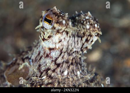 Octopus Camouflage – der Tintenfisch ändert seine Form, Struktur und Farbe, um sich in seine Umgebung einzufügen und zu verstecken Stockfoto