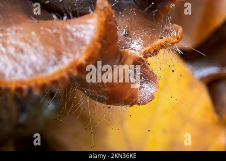 Haubenform, auch bekannt als Nadelform, parasitäre Pilze, Spinellus Fusiger, auf Gelee-Becher New Forest, Hampshire, Großbritannien. Stockfoto