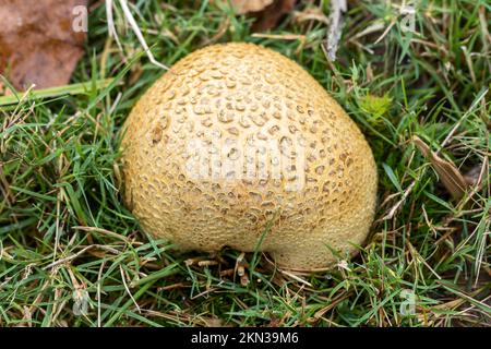 Common Earthball, Scleroderma citrinum, New Forest, Hampshire, Großbritannien. Ungenießbar Stockfoto