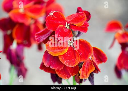 Gemeine Wallblume, Erysimum cheiri, Rot, Erysimum „Vulcan“, Cheiranthus, Frühling, Blumenwandblume Vulkanier Stockfoto