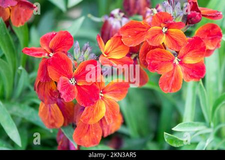 Erysimum cheiri, Rot, Cheiranthus, Frühling, Blume, Krautig, Pflanzen Stockfoto