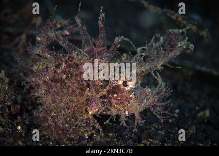 Der kryptische Ambon Scorpionfish - Pteroidichthys amboinensis Stockfoto