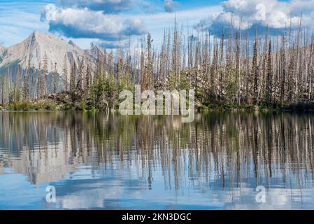 Reflexion verkohlter Bäume vom Excelsior Forest Fire am Medicine Lake im Jasper National Park, Alberta Stockfoto