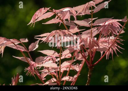 Rind- und Zwiebelpflanze, Cedrela sinensis, Chinesischer Zeder, Chinesischer Mahagoni, Chinesischer Toona sinensis Flamingo, Lachs, Farbe, Blätter, Frühlingsbaum Stockfoto