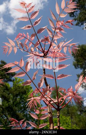 Toona sinensis 'Flamingo', ein chinesischer Mahagonibaum Stockfoto