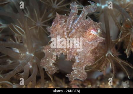 Papuanischer Tintenfisch schwimmt am Korallenriff - Stockfoto