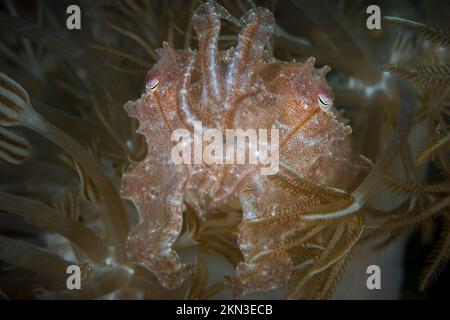 Papuanischer Tintenfisch schwimmt am Korallenriff - Stockfoto