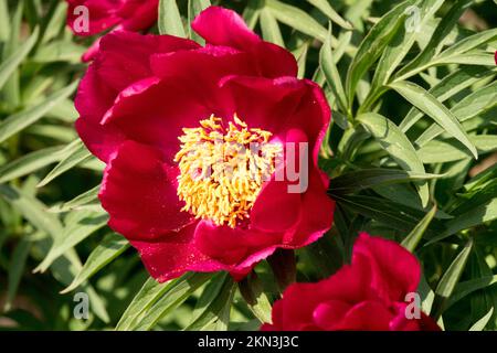 Farn Leaf Peony, Paeonia „Early Scout“, Lactiflora x Tenuifolia Cultivar Bloom Stockfoto