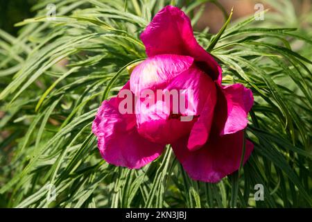 Violett, Pfingstrosen, Fern-Blätter, Paeonia, Paeonia anomala, Blume, Öffnung, Blüte Stockfoto