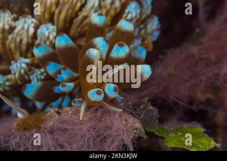 Phyllodesmium-Nudibranch getarnt wie eine Koralle mit ihrer Umgebung am Korallenriff Stockfoto