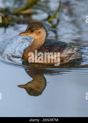 Zwergtaucher Stockfoto