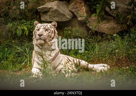 Majestätischer weißer Tiger in seinem natürlichen Lebensraum Stockfoto