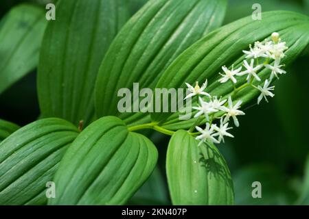 Maianthemum stellatum, Stern-Solomonen-Siegel, Blüte, Pflanze Stockfoto