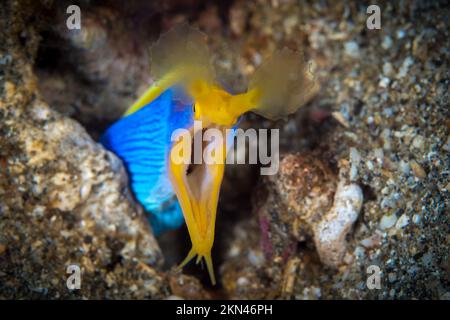 Farbenfroher Bandaal am Korallenriff in indonesien Stockfoto