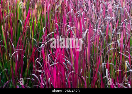 Kunai Gras, Blady Gras, Schwergras, Speergras, Herbst, Cogongrass, Rot, Gräser, Imperata cylindrica „Roter Baron“ Ziergras Stockfoto