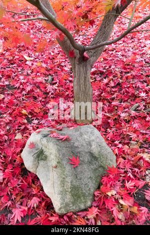 Im Herbst fallen japanische Ahornblätter in den Garten Rote Blätter auf den Boden Stockfoto