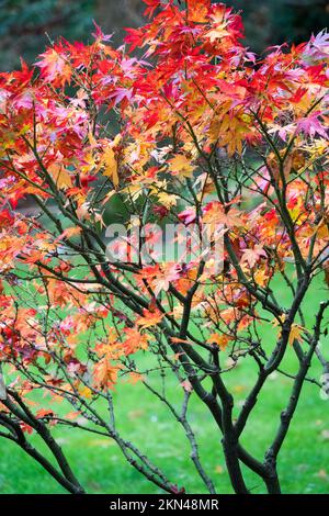 Klein, buschig, japanischer Ahorn, Acer Palmatum 'Ryuzu', Herbstgarten Stockfoto