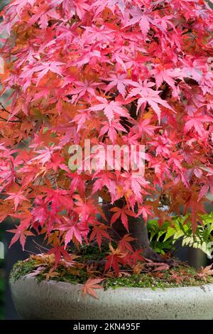 Herbstlicher japanischer Ahorn Acer palmatum im Topf Rote Ahornblätter herbstliche Acer Container Ahornblätter rotes Laub Herbstlaub im Herbst Herbst Herbst Stockfoto