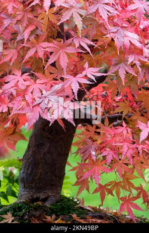 Herbstblätter, Acer palmatum, japanische Ahornblätter Stockfoto