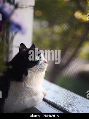 Eine schwarz-weiße Katze blickt durch ein Moskitonetz aus dem Fenster. Blumen im Vordergrund, durchdachter Look. Stockfoto