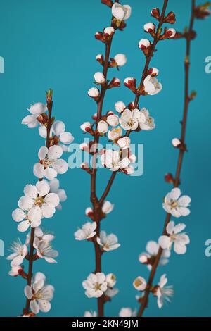 Frühlingshintergrund mit Blumenmotiv. Blühende Aprikosenäste auf blauem Hintergrund. Stockfoto