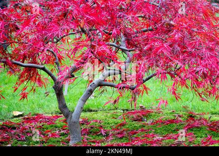 Geschnittenes Blatt, japanischer Ahorn, Acer palmatum, „Dissectum, Nigrum“ syn. „Pendel“, „Atrosanguineum“ und „Ever Red“ im Herbstfadenblatt Stockfoto