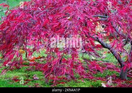 Herbst Acer palmatum „dissectum Nigrum“ Rote Blätter fallen in den Garten Stockfoto
