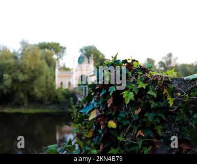 Ein selektiver Fokus auf eine Ivy Wall in der Nähe von Dromana Gate Waterford, Irland Stockfoto
