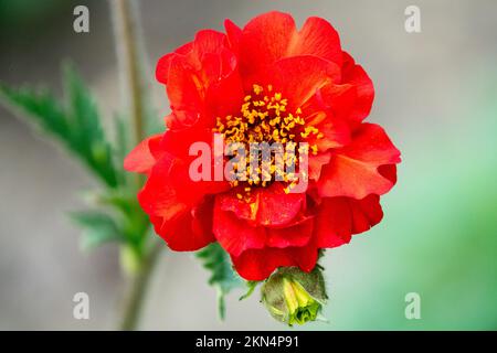 Rot, chilenische Avenida, Double Bloody Mary, griechische Rose, Geum Quellyon Blume aus nächster Nähe Stockfoto