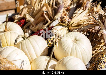 Herbsthintergrund mit weißen Kürbissen und farbenfrohem indischem Mais. Stockfoto