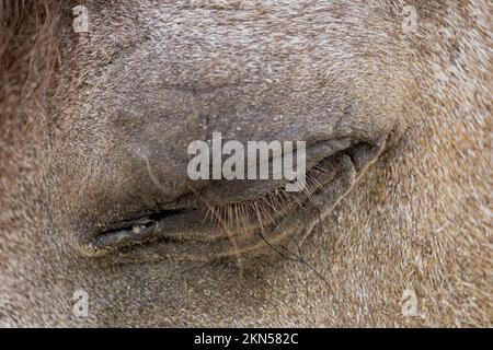 Nahaufnahme eines geschlossenen Pferdeauges mit langen Wimpern Stockfoto