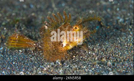 Der kryptische Ambon Scorpionfish - Pteroidichthys amboinensis Stockfoto