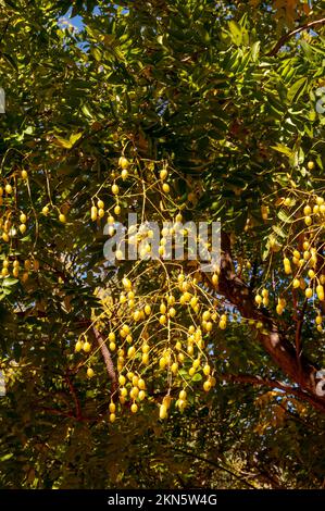 Dubbo Australia, Styphnolobium japonicum ist in China heimisch und wurde in Japan eingeführt. Er ist ein beliebter Zierbaum in Europa, Nordamerika und Stockfoto