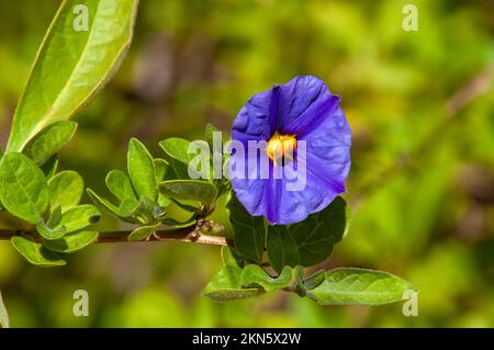 Dubbo Australia, Lycianthes rantonnetii, auch bekannt als blauer Kartoffelbusch oder Paraguay Nightshade, ist in Südamerika heimisch Stockfoto