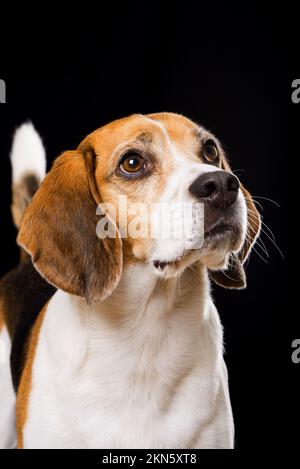 Beagle auf schwarzem Hintergrund Stockfoto