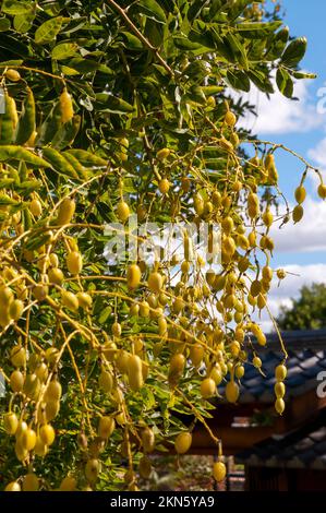 Dubbo Australia, Styphnolobium japonicum ist in China heimisch und wurde in Japan eingeführt. Er ist ein beliebter Zierbaum in Europa, Nordamerika und Stockfoto