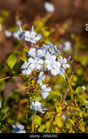 Dubbo Australien, blassblau blühende Ceratostigma willmottianum-Sträucher Stockfoto