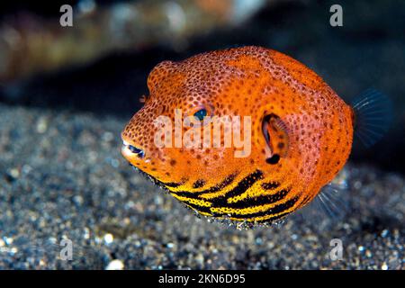 Wunderschöner Kugelfisch, der über einem gesunden Korallenriff im Indo-Pazifik schwimmt Stockfoto