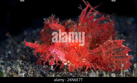 Der kryptische Ambon Scorpionfish - Pteroidichthys amboinensis Stockfoto