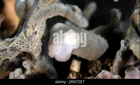 Papuanischer Tintenfisch schwimmt am Korallenriff - Stockfoto