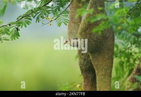 Baya Weaver sitzt auf dem Nest auf dem Baum, maskierter Weaver; Ploceus Velatus, Baya Wevaer Spatz, Goldweber Stockfoto