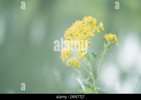 Gelbe Blüten im Frühling in den Niederlanden Stockfoto