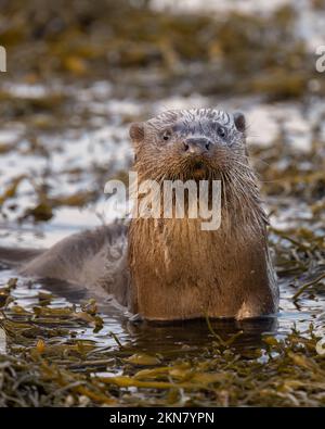 Ein überraschend aussehender europäischer Otter in Seetang auf Loch Spelve, Mull Stockfoto