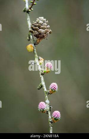 Europäische Lärche, Konus Larix decidua, Konus auf Ast-Larch-Konus Stockfoto