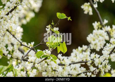 Redbud, Cercis canadensis „Royal White“, Blooms, Frühling Stockfoto