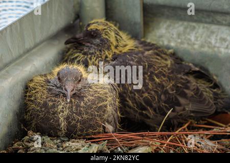 Nahaufnahme von zwei Taubenküken im Nest nach dem Schlüpfen der Eier. Columba livia domestica-Arten. Symbol für Frieden und Liebe. Taubenbabys im Nest Stockfoto